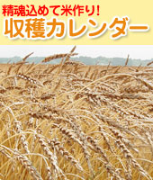 田植えから栽培、収穫までの収穫カレンダー