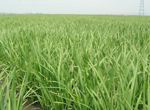 農薬・化学肥料不使用栽培にこだわったヒーロー農法米