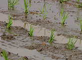 通常の米より遅く5月下旬から6月上旬に田植えます。