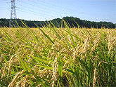 10月末頃に収穫し、一度霜にあてることで、お米のおいしさがさらに増します。